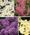 Monrovia Landscaper's Premium Perennials