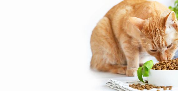 Keloland Living: 2026 Pet Food Drive