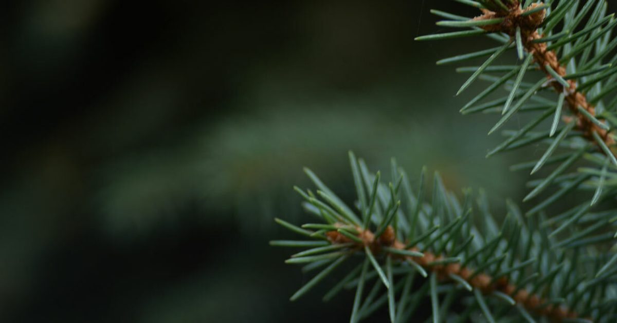 Owning Your Outdoors: Black Hills Spruce