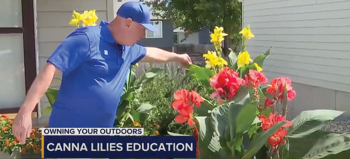 Canna Lilies Educations video