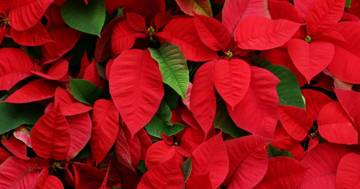 Owning Your Outdoors: Christmas Edition