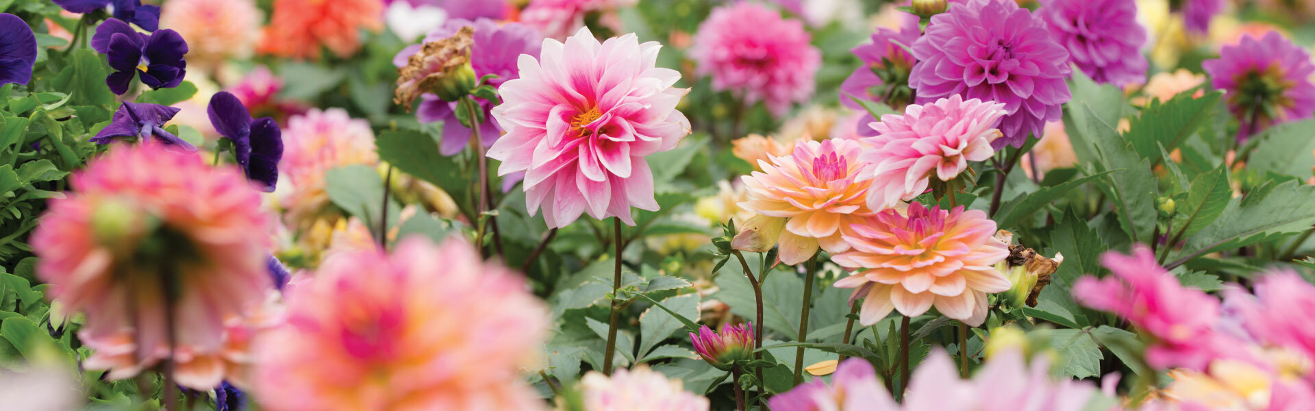 Education on Dahlias