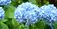 Owning Your Outdoors: Hydrangeas