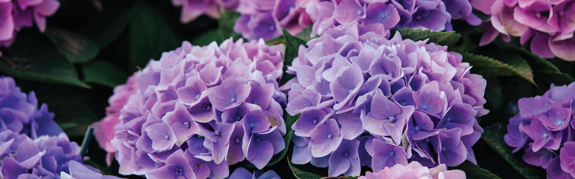 Owning Your Outdoors: Hydrangeas