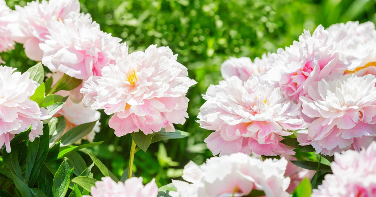 Owning Your Outdoors: All About Peonies
