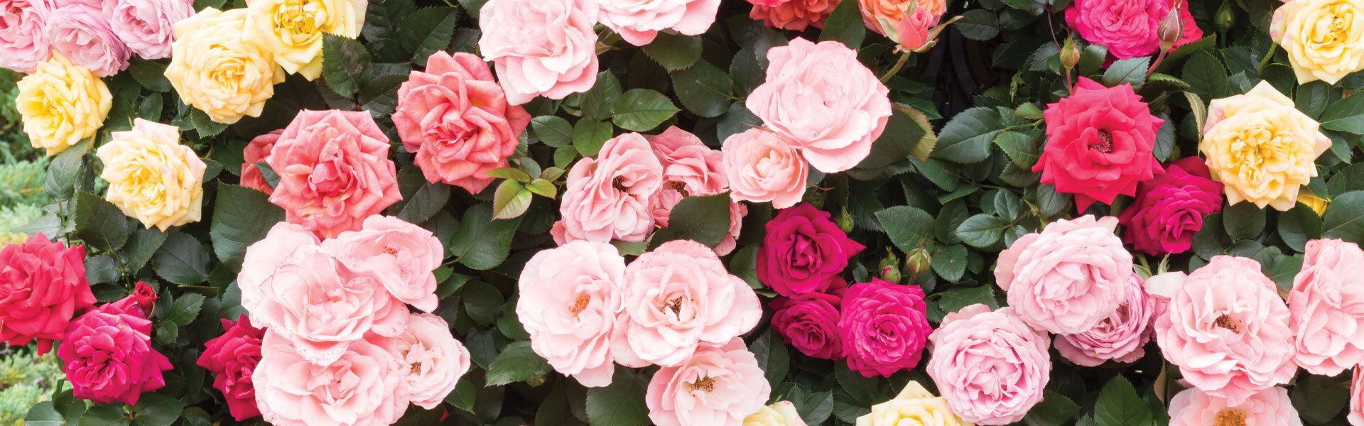 Tips & Tricks for Roses