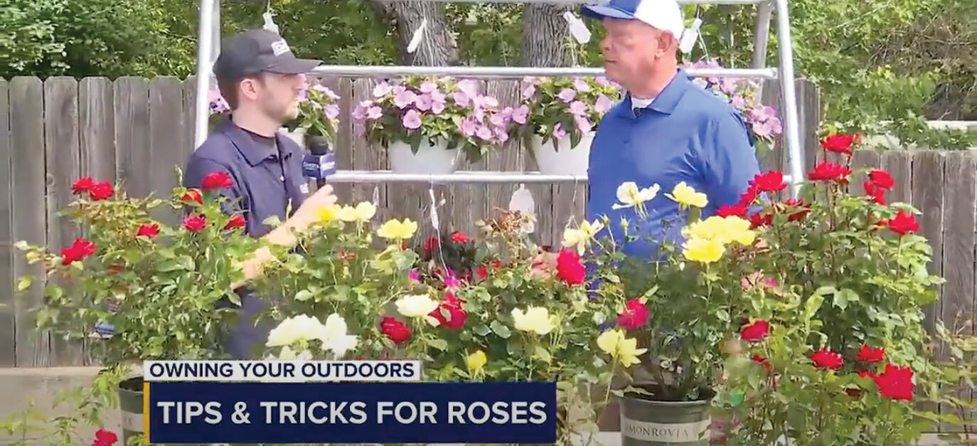 Tips & Tricks for Roses video