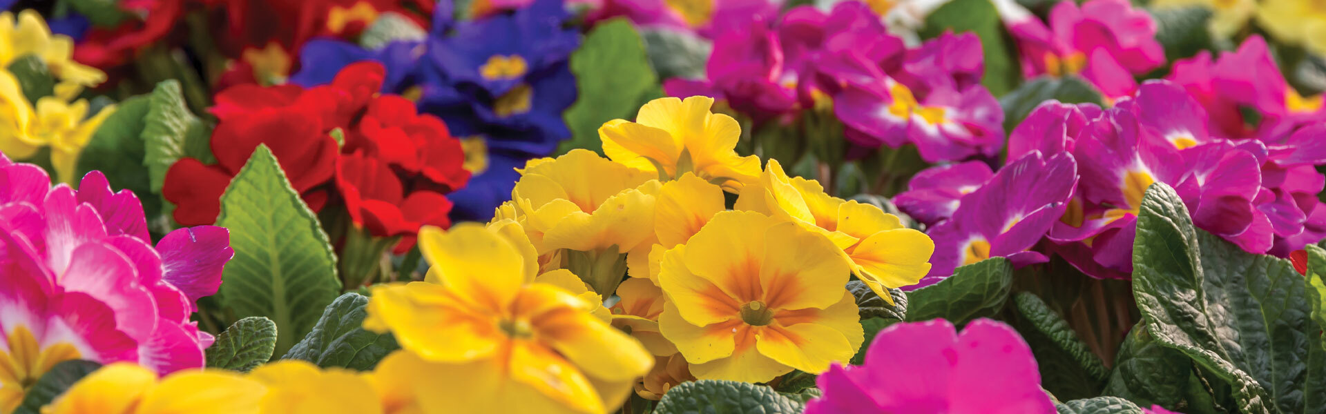 Owning Your Outdoors: Thrillers, Fillers, & Spillers