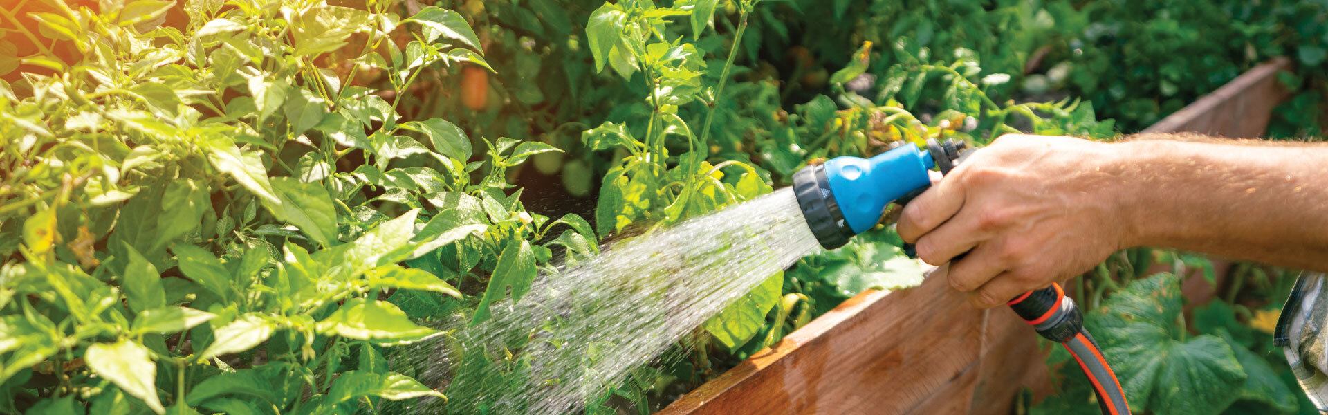 What to do when it's too dry for plants