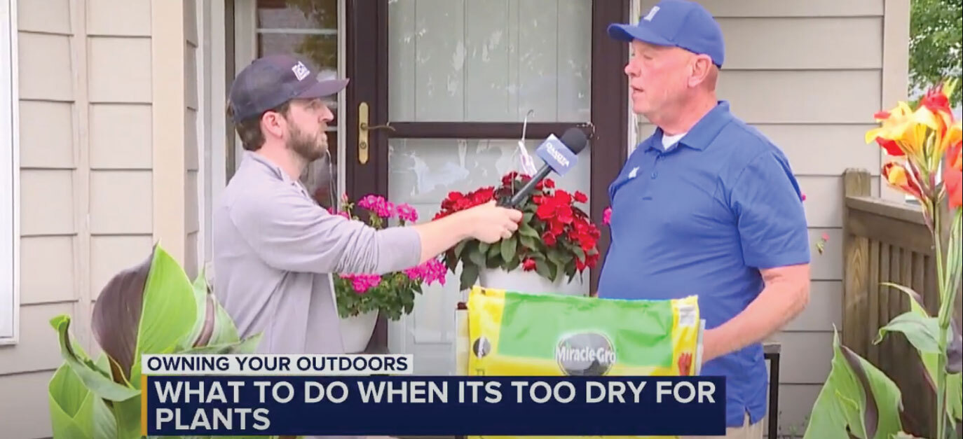 What to do when it's too dry for plants