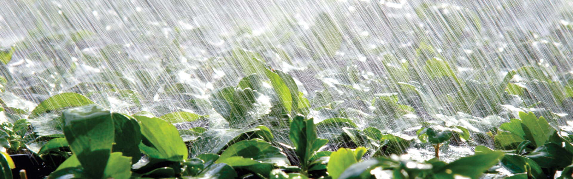 What to do with plants when there's too much water