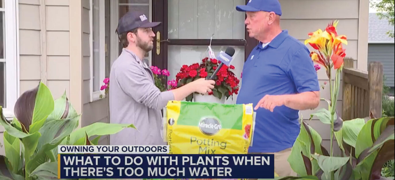 What to do with plants when there's too much water