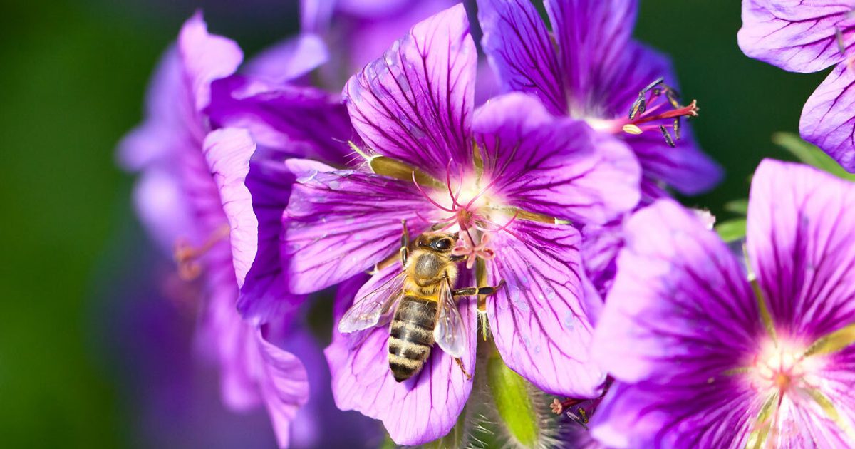 Owning Your Outdoors: Tropical Plants
