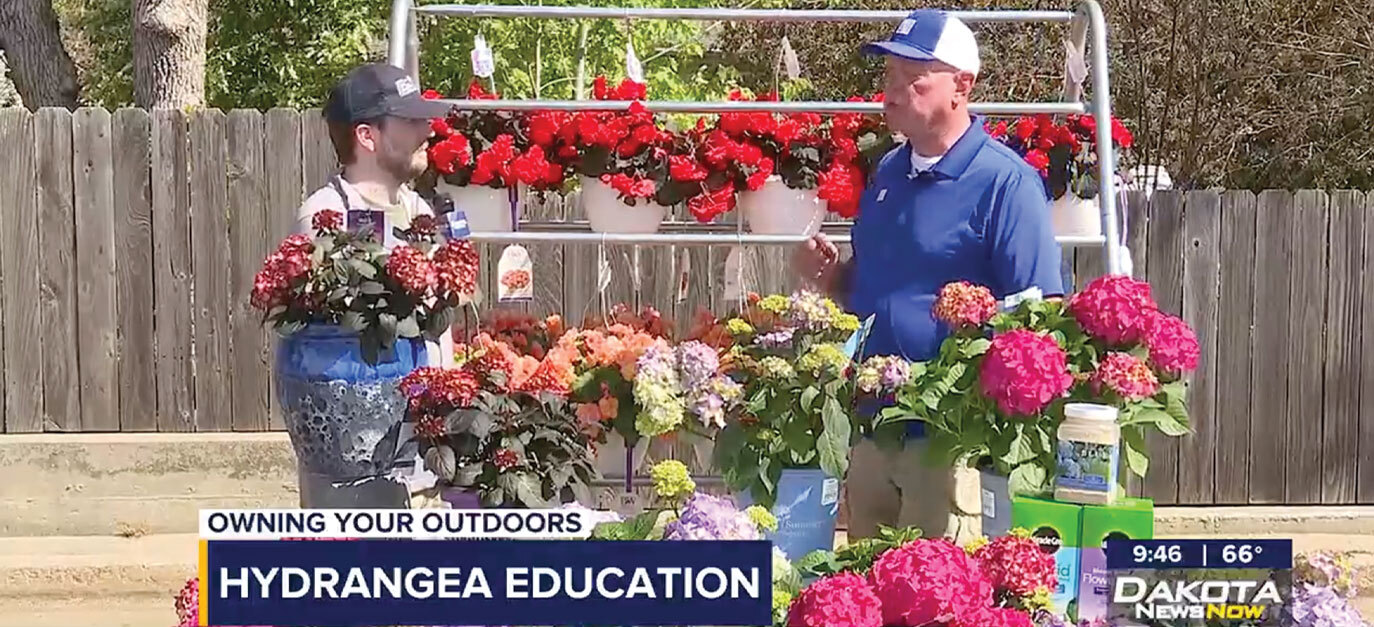 Owning Your Outdoors: Hydrangeas