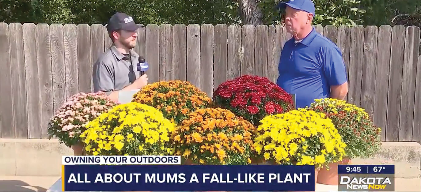 Owning Your Outdoors: All About Mums, a Fall-like Plant video