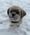 Kirby, Pet of Chelsea Acheson