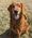Rosie, Pet of Mandi Hamburg