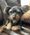 Stanley, Pet of Jackie Tuohino