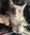 Rocko, Pet of Sara Nelson