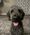Evie, Pet of Alissa Lillebo