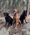 Willow, Toby, and Timber, Pets of Alison Kringstad