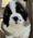 Benny, Pet of Melissa Tschetter