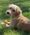 Ollie, Pet of Vanessa Heinrichs
