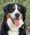 Sky, Pet of Lisa Parker