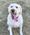 Shiloh, Pet of Jen Reed