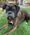 Doyle, Pet of Amy Fullerton