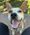 Bogey, Pet of Brooke Carsrud
