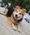 Destiny, Pet of Megan Schettler Johnson