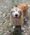 Duke, Pet of Jordan Torgrude