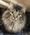 Cliff, Pet of Emily Ann