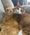 Goose and Thor, Pets of Ashley Day