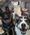 Henry, Jet & Elroy, Pet of Aimee Wood
