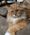 Rand, Pet of Kayla Moore