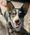 Duke, Pet of Cierra Van Essen