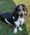 Thor, Pet of Paige Robinson