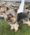 Murphy, Pet of Chanda Walter