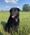 Bailey, Pet of Kristy Sveeggen