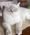 Renn, Pet of Dana Teska Miller