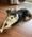 Daisy, Pet of Mark Cramer