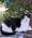 Sammie, Pet of Melody Lentsch