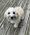 Murphy, Pet of Jenna Miller