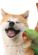 Facebook Pet Contest