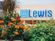 Some plants sit on a shelf in front of a Lewis store.